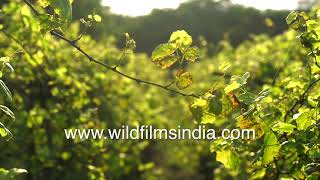 Vallonné Vineyards in Nashik Maharashtra  Vines for wines in Indias wine belt [upl. by Slater]