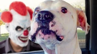 Funny Dogs Scared of Masks Compilation [upl. by Weiser535]