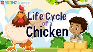 Can you name the stages of the life cycle [upl. by Anya]