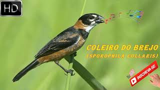 CANTO DO COLEIRO DO BREJO SPOROPHILA COLLARIS COM INTERVALO [upl. by Truman]