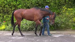 LOT 22 ARQANA BREEZE UP SALE DEAUVILLE [upl. by Viridis592]