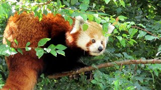 Panda červená Red Panda Westlicher Kleiner Panda Kleine panda Малая панда Pandka ruda [upl. by Eerolam328]