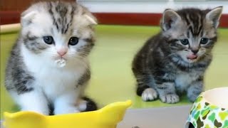 Baby Cats Cute Cat Videos Cute Kittens 3 [upl. by Ahsinahs553]