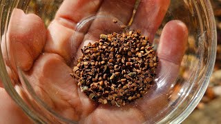 Did I Really Collect Black Cohosh Seed [upl. by Gothurd]