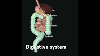 digestive system 3d animation short [upl. by Kallick953]