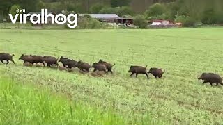 Family of Wild Boars Crosses Road  ViralHog [upl. by Uzia]