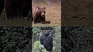 Grizzly Bear vs Silverback Gorilla [upl. by Othe]