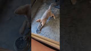 Adorable Coyote Puppy Pet Playing  And Jumping [upl. by Yaral]