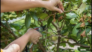 PETITTI How To Prune Rhododendron [upl. by Pihc]