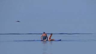 Hervey bay whales and whale watching hers [upl. by Parke]