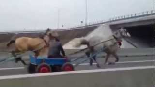 Meanwhile in Romania  Horses on the Highway [upl. by Hairaza]