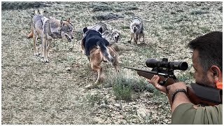 How Do Farmers And Hunters Deal With Millions Of Wolves Feral camels And Wild Boars [upl. by Aikemat672]