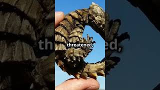 Armadillo Girdled Lizard The Real Life Dragon shorts [upl. by Tomkin]