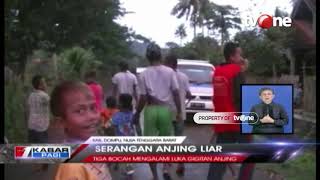 Anjing Liar serang 3 Bocah di Kabupaten Dompu NTB [upl. by Oiliduab226]