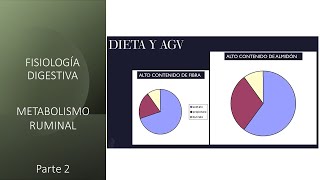 Fisiología digestiva Metabolismo ruminal  Segunda parte [upl. by Lienhard]