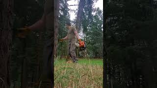 Turning a rotting split top douglasfir into firewood logging pnw stihl chainsaw echochainsaw [upl. by Lesoj]