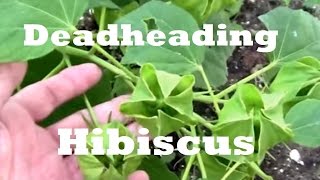 Deadheading Hardy Hibiscus For More Flowers [upl. by Francesca]