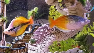 Yellow Rainbowfish Displaying Against Boesemani in 50 Gallon Aquarium [upl. by Aicac528]