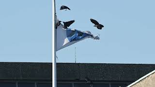 24 Oktober 2024 Kauwtjes vallen vlag aan [upl. by Xaviera]