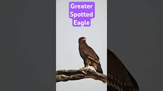 Greater spotted eagle raptors eagles wildlife [upl. by Binni]