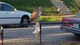 Big Hawk Attacking Cat and Takes Off With It [upl. by Brien]