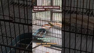 Best Protein food for birds egg bread season 2025lovebirds budgies finches [upl. by Dittman]