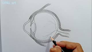 Eye Structure Drawing [upl. by Ojeibbob]