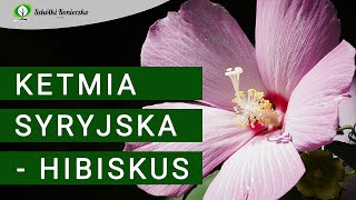 Ketmia Syryjska  HIBISKUS  Uprawa Wymagania Odmiany  Kwitnący Krzew do Ogrodu [upl. by Araccot]