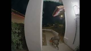 Nest Cam Javelina Stealing Our Pumpkins [upl. by Yesnyl880]