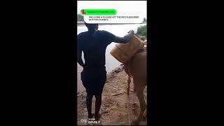 MY DONKEY 🐴amp I TAKES DIRTY WATERDRINKING amp WE ARE HEALTHYVILLAGE LIFESEE THIS [upl. by Lamphere]