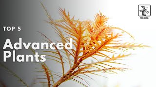 Top 5 Advanced Aquarium Plants [upl. by Ahsinal]