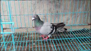 Racing Pigeon winner line birds for sale 9130113053 [upl. by Myrtice]