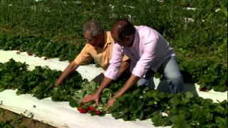 Produtor do ES desenvolve sistemas de cultivo de morango sem agrotóxico [upl. by Nonnelg66]