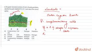 In the given transverse section of stem showing periderm identify the parts labelled P Q [upl. by Taka]