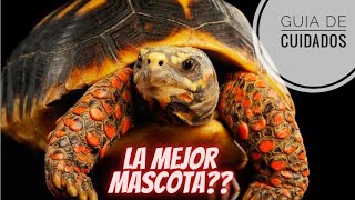 Tortuga patas rojas es la mascota indicada para ti 🐢❤🦶 [upl. by Chem195]