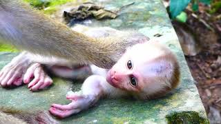 bb Monkey EXPERT Shares Top Tips for a Lovely Monkey Mum [upl. by Philps]