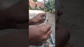 grafting mango stone📲8167505276 trending grafting shorrts vairalvideo gardening mango [upl. by Arnon]