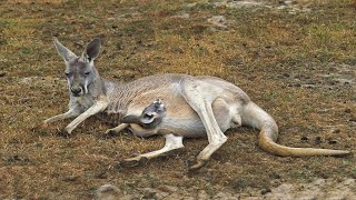 How To Kangaroo Giving Birth In The Wild [upl. by Holtorf276]