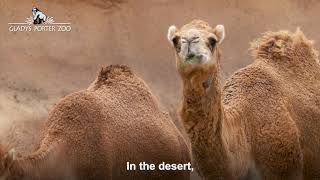 Dromedary Camels [upl. by Ahsekat]