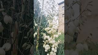 Blooming Yucca plant [upl. by Elmore930]