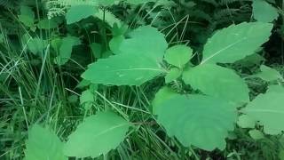 JEWELWEED  A Medicinal And Edible Plant [upl. by Anahsit]