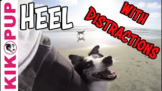 How to train your dog to HEEL with DISTRACTIONS [upl. by Aisac]