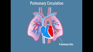 Pulmonary Circulation [upl. by Nassir]