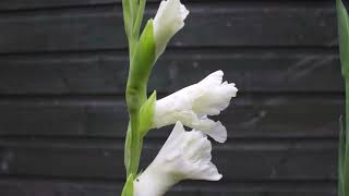 How to grow gladioli  August flowers gladiolus flower guide for beginners [upl. by Mini]