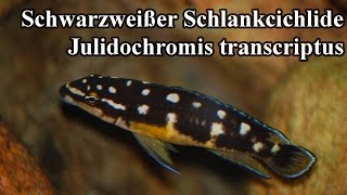 Schwarzweißer Schlankcichlide  Julidochromis transcriptus quotPembaquot [upl. by Aillemac]