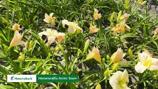 Hemerocallis Arctic Snow [upl. by Chrissy]