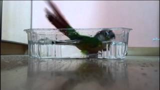 Greencheeked Conure Parrot Taking a Bath [upl. by Eivol]