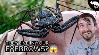 Arachnids  Everything You Want to Know and a Few Things You Dont [upl. by Osicran]