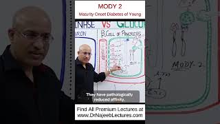 MODY 2  Maturity Onset Diabetes of Young drnajeeb drnajeeblectures shortvideo youtubeshorts [upl. by Seem]