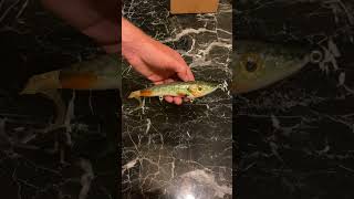 My First Chaos Tackle Glide Bait went with the northern pike quickie [upl. by Jac]